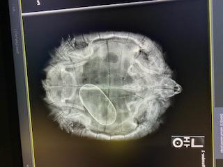 学生拍摄怀孕海龟的x光片.